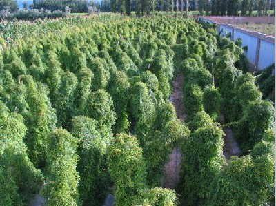 上海华翠农副产品有限责任公司 深耕蔬菜种植，打造绿色健康产业