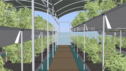 新型温室大棚鱼菜共生 工厂化循环农业的未来图景