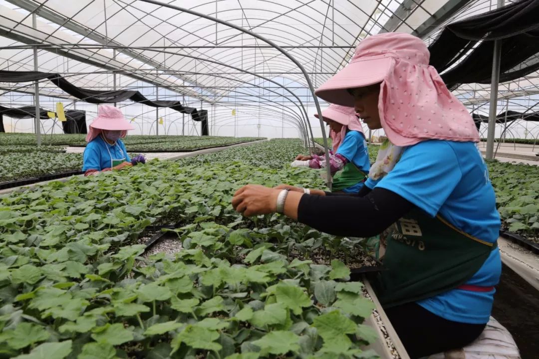 弥渡蔬菜种植的“逆袭”密码 一斤小番茄30元，种苗走出国门背后的创新与远见