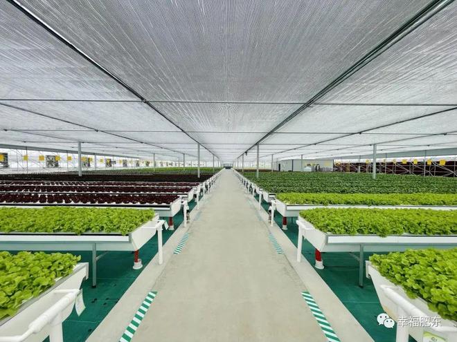 全省首批！肥东县引领现代化蔬菜种植新篇章