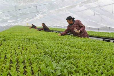 广安区 工厂化育苗赋能产业升级，科技助力乡村振兴