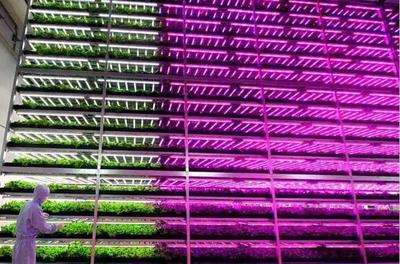 植物工厂 从中日荷实践窥见未来农业的绿色革命