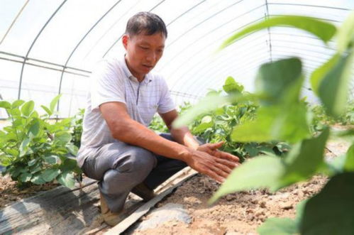 绿叶菜卖每斤25元，客户源源不断增加 上海这个蔬菜种植基地有何魔力？