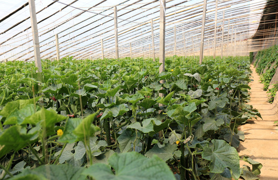 黄瓜温室大棚高产种植技术指南